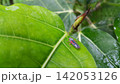 Insects perch on plant leaves. Grasshopper-type insects. 142053126