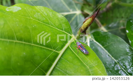 Insects perch on plant leaves. Grasshopper-type insects. 142053126