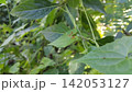 Weaver ants are found in tropical and subtropical regions around the world. 142053127