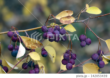Barberry Branch with Ripe Purple Berries and Waxy Bloom Barberry Branch with Ripe Purple Berries and Waxy Bloom 142053439