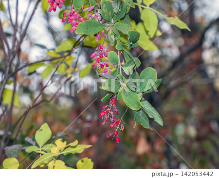 Common Barberry Branch with Ripe Red Berry Cluster Common Barberry Branch with Ripe Red Berry Cluster 142053442