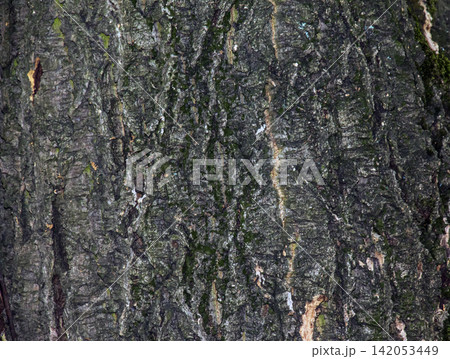 Close-Up of Amur Cork Tree Bark Texture with Moss Close-Up of Amur Cork Tree Bark Texture with Moss 142053449
