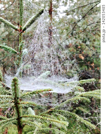 A close-up of a spider web in dew or fog on the green branches of a young spruce tree A close-up of a spider web in dew or fog on the green branches of a young spruce tree 142053485