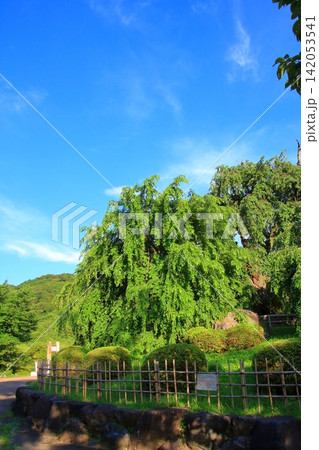 京都　円山公園と八坂神社 142053541