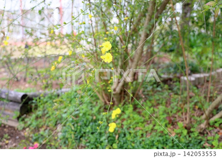 早咲き　ウンナンオウバイの花 142053553