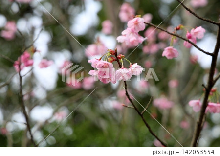 早咲き桜の花 陽光 早咲き桜の花 陽光 142053554