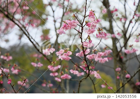 早咲き桜の花 陽光 早咲き桜の花 陽光 142053556