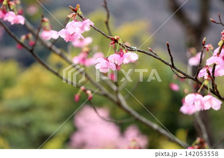 早咲き桜の花 陽光 早咲き桜の花 陽光 142053558