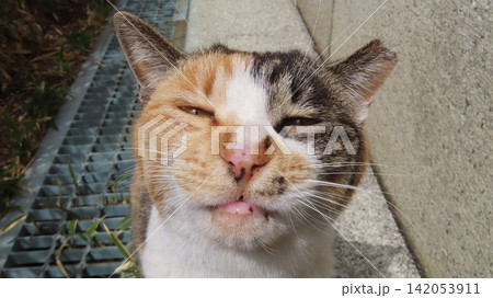 下僕を籠絡するあざと過ぎる三毛猫 下僕を籠絡するあざと過ぎる三毛猫 142053911