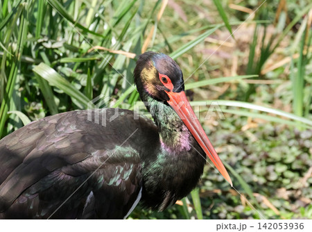 Black Stork (Ciconia nigra) Black Stork (Ciconia nigra) 142053936