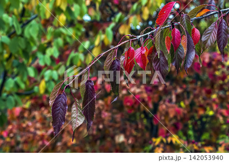 Ornamental Cherry Branch with Colorful Autumn Leaves Ornamental Cherry Branch with Colorful Autumn Leaves 142053940