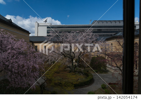 京都府庁 旧本館で開催された観桜祭で春爛漫の桜を撮影したもの 京都府庁 旧本館で開催された観桜祭で春爛漫の桜を撮影したもの 142054174