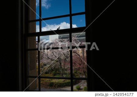 京都府庁 旧本館で開催された観桜祭で春爛漫の桜を撮影したもの 142054177