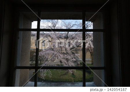 京都府庁 旧本館で開催された観桜祭で春爛漫の桜を撮影したもの 京都府庁 旧本館で開催された観桜祭で春爛漫の桜を撮影したもの 142054187