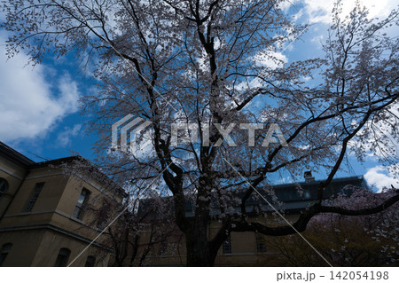 京都府庁 旧本館で開催された観桜祭で春爛漫の桜を撮影したもの 142054198