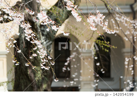 京都府庁 旧本館で開催された観桜祭で春爛漫の桜を撮影したもの 京都府庁 旧本館で開催された観桜祭で春爛漫の桜を撮影したもの 142054199