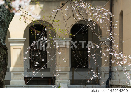 京都府庁 旧本館で開催された観桜祭で春爛漫の桜を撮影したもの 142054200