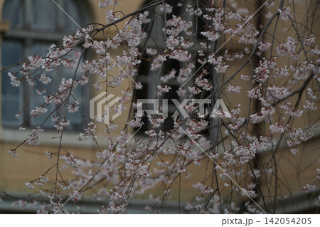 京都府庁 旧本館で開催された観桜祭で春爛漫の桜を撮影したもの 京都府庁 旧本館で開催された観桜祭で春爛漫の桜を撮影したもの 142054205