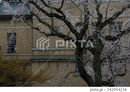 京都府庁 旧本館で開催された観桜祭で春爛漫の桜を撮影したもの 142054216