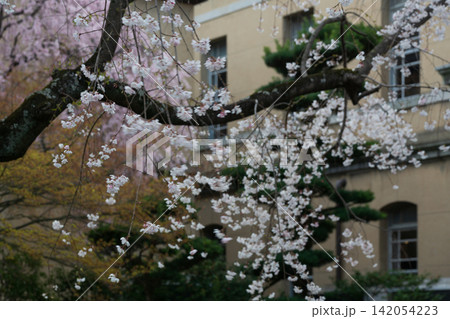 京都府庁 旧本館で開催された観桜祭で春爛漫の桜を撮影したもの 142054223