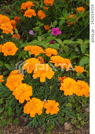 マリーゴールドの花 マリーゴールドの花 142054359
