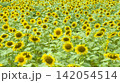 ひまわり ひまわり 142054514