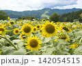 ひまわり ひまわり 142054515