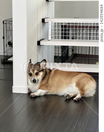 コーギー 犬 コーギー 犬 142054684