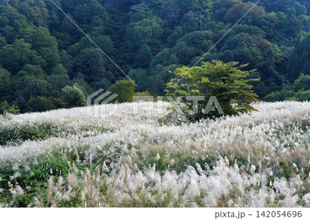 白い穂が揺れる草原と深い森の静かな風景 白い穂が揺れる草原と深い森の静かな風景 142054696