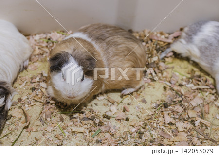 飼育ケースの中にいるモルモット 飼育ケースの中にいるモルモット 142055079