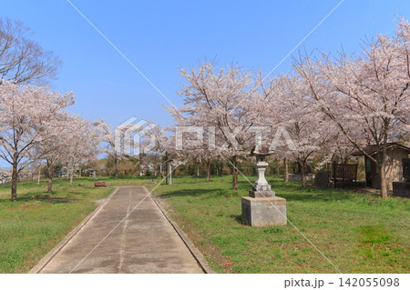 坂元神社の桜(宮城県山元町) 坂元神社の桜(宮城県山元町) 142055098