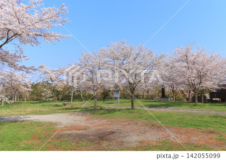 坂元神社の桜(宮城県山元町) 坂元神社の桜(宮城県山元町) 142055099