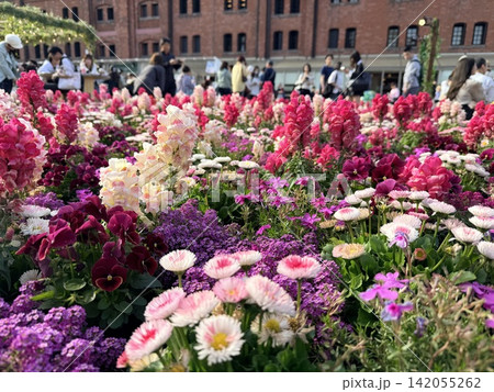 赤れんが倉庫と花畑1 赤れんが倉庫と花畑1 142055262