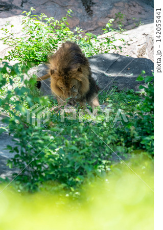 木陰で休むオスのアフリカライオン 木陰で休むオスのアフリカライオン 142055441