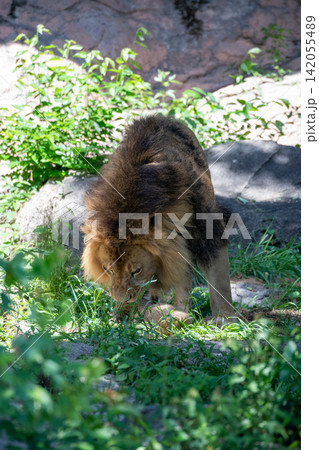 木陰で休むオスのアフリカライオン 木陰で休むオスのアフリカライオン 142055489