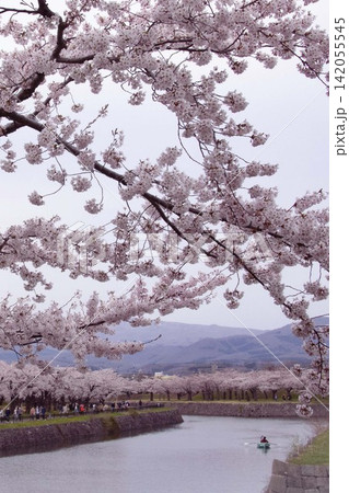 【構図変更トリミング変更】函館五稜郭公園の桜枝を中心 【構図変更トリミング変更】函館五稜郭公園の桜枝を中心 142055545