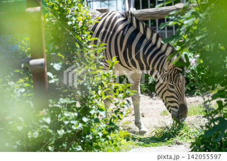 チャップマンシマウマ 142055597