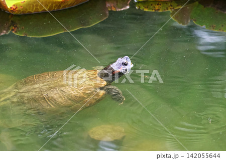 長居公園の池に顔を出すミドリガメ 長居公園の池に顔を出すミドリガメ 142055644