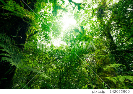 Green tree forest with sunlight through green leaves. Natural carbon capture and carbon credit concept. Sustainable forest management. Trees absorb carbon dioxide. Natural carbon sink. Environment day Green tree forest with sunlight through green leaves. Natural carbon capture and carbon credit concept. Sustainable forest management. Trees absorb carbon dioxide. Natural carbon sink. Environment day 142055900