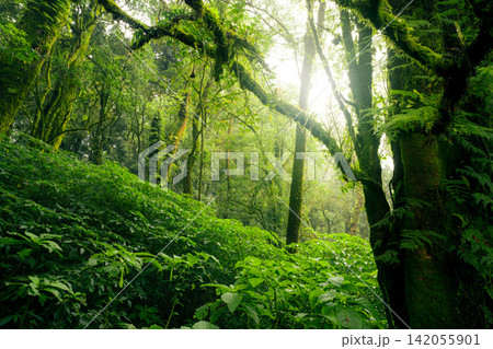 Green tree forest with sunlight through green leaves. Natural carbon capture and carbon credit concept. Sustainable forest management. Trees absorb carbon dioxide. Natural carbon sink. Environment day Green tree forest with sunlight through green leaves. Natural carbon capture and carbon credit concept. Sustainable forest management. Trees absorb carbon dioxide. Natural carbon sink. Environment day 142055901