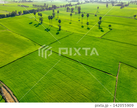 Aerial view of lush green rice field with sugar palm trees. Sustainable agriculture landscape. Sustainable rice farming. Rice cultivation. Green landscape. Organic farming. Sustainable land use. 142055909