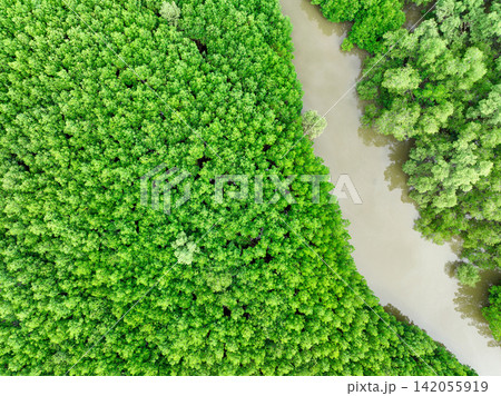 Aerial view green mangrove forest. Natural carbon sinks. Mangroves trees capture CO2. Blue carbon ecosystems. Mangroves absorb carbon dioxide emissions and mitigating global warming. Green ecosystem. Aerial view green mangrove forest. Natural carbon sinks. Mangroves trees capture CO2. Blue carbon ecosystems. Mangroves absorb carbon dioxide emissions and mitigating global warming. Green ecosystem. 142055919