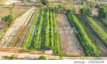 Drone view of a sustainable banana plantation with irrigation canals, solar powered water management, and diversified crop fields. Regenerative agriculture and efficient tropical land use planning. Drone view of a sustainable banana plantation with irrigation canals, solar powered water management, and diversified crop fields. Regenerative agriculture and efficient tropical land use planning. 142056304