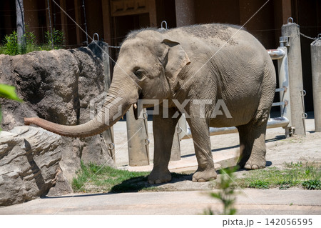 アジアゾウ 象 アジアゾウ 象 142056595