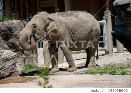 アジアゾウ 象 アジアゾウ 象 142056608
