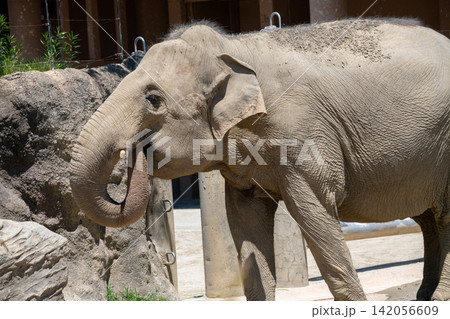 アジアゾウ 象 アジアゾウ 象 142056609