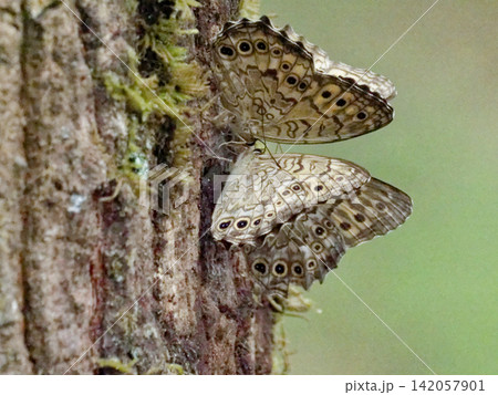 クヌギの樹液を求めて タテハチョウ科サトキマダラヒカゲ クヌギの樹液を求めて タテハチョウ科サトキマダラヒカゲ 142057901