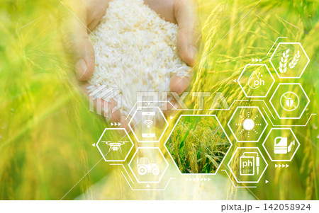 Smart agriculture with modern technology. Woman hand holding rice and rice field with smart farming concept. Sustainable agriculture. Precision agriculture. Climate monitoring. Farm management system. 142058924