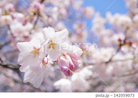 青空を背景に咲く満開の桜と春の優しいボケ風景 青空を背景に咲く満開の桜と春の優しいボケ風景 142059073