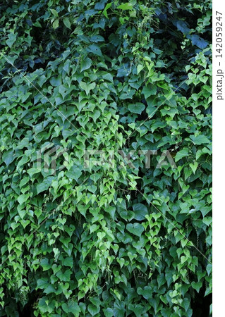 夏、青々としてる自然薯の葉 夏、青々としてる自然薯の葉 142059247